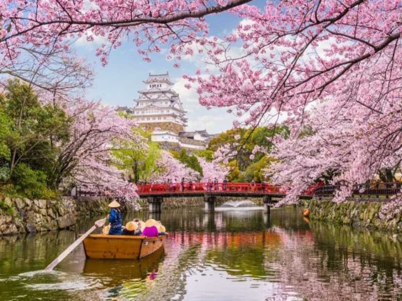Đi thuyền ngắm hoa anh đào trên sông tại Tokyo