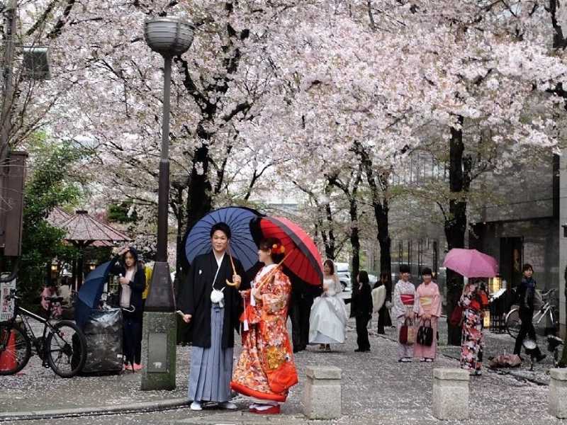 Khám phá lễ hội ngắm hoa anh đào tại Nhật Bản