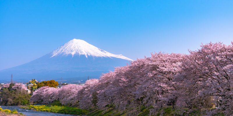 Ngắm hoa anh đào Nhật Bản vào mùa xuân