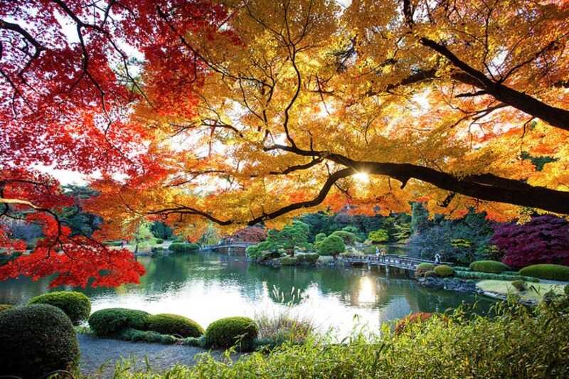 Phong cảnh hữu tình mùa lá đỏ tại Tokyo