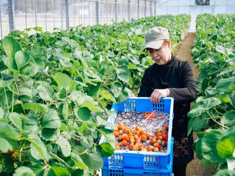 Ngành nông nghiệp tại Nhật Bản có mức thu nhập ổn định